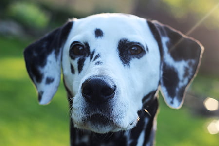 close-up photograph of white and black Dalmatian dog thumbnail