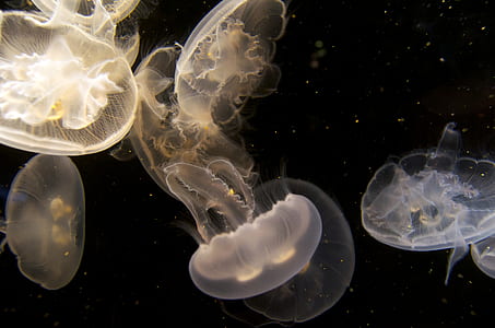 jelly fish thumbnail