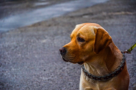 brown dog with leash on road thumbnail