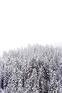 snow covered pine trees under white sky thumbnail