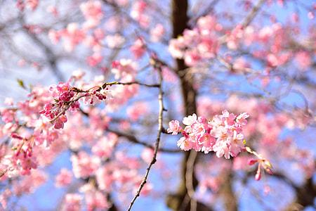 shallow focus photography of pink flowers thumbnail