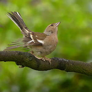 selective focus photography of brown bird thumbnail