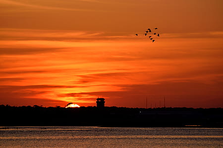 birds flying on sky during sunset thumbnail