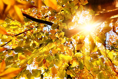 low-angle photography of sunlight passing through leaves of tree thumbnail