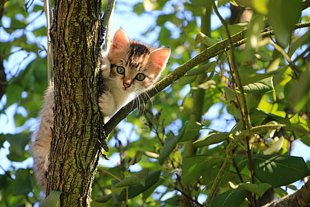 brown and white kitten on top of tree branch during daytime thumbnail