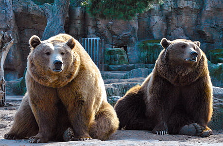 two brown bears thumbnail