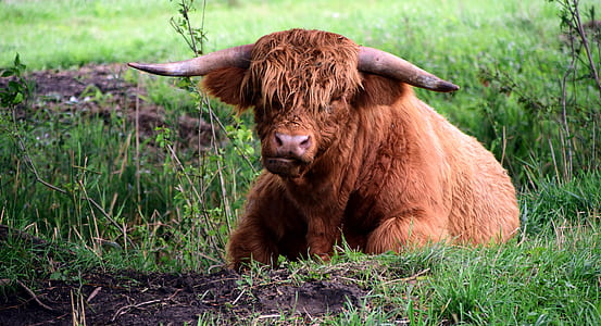 yak resting on green grass thumbnail