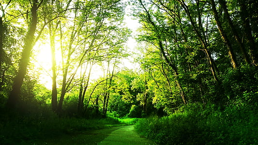 green leaf trees during daytime thumbnail