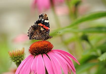 macro photo of painted lady butterfly perched on pink flower thumbnail