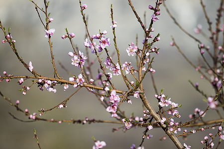 pink cherry blossoms thumbnail