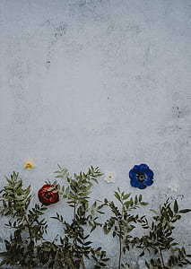 white and blue petaled flower on white wall thumbnail