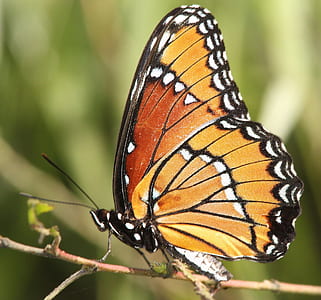 brown and black butterfly in closeup photography thumbnail
