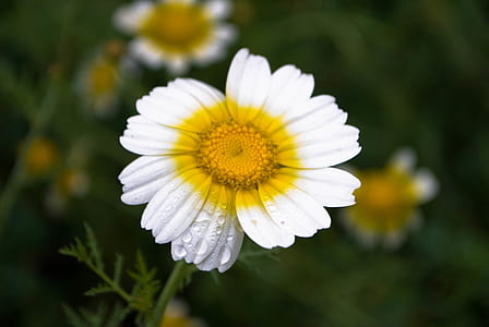 nature, petals, flower, blossoms thumbnail