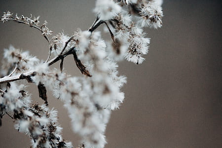 closeup photography of flowerbud thumbnail