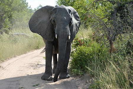 black elephant walking near trees thumbnail