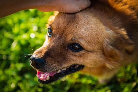 adult short-coated brown dog on outdoors thumbnail