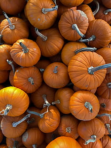 orange pumpkin lot thumbnail