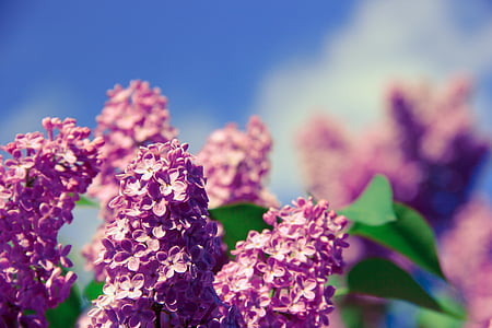 tilt shift lens photography of pink flowers thumbnail