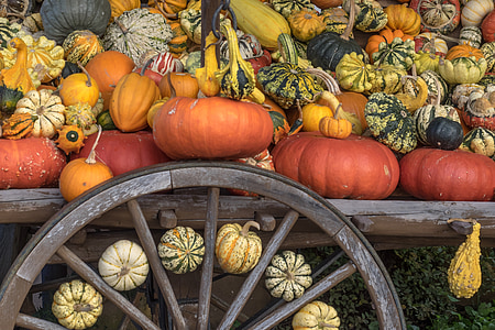 assorted-color pumpkins on brown wooden trailer thumbnail