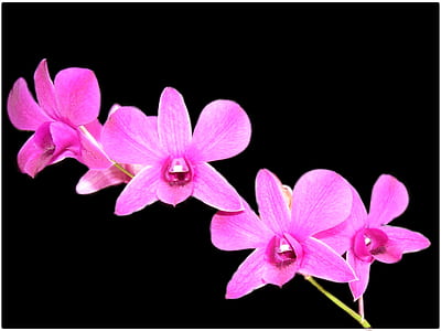 close-up photography pink orchids thumbnail