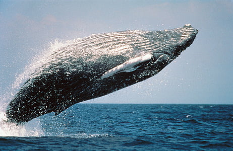 black fish at the ocean thumbnail