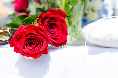 shallow focus photography of roses thumbnail