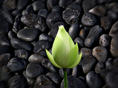 green flower near black pebbles thumbnail