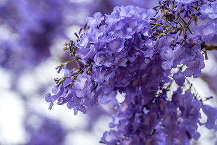 purple cluster flower in selective focus photography thumbnail