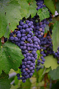tilt shift photo of grapes thumbnail