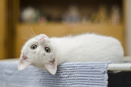 white kitten reclining on blue rug thumbnail