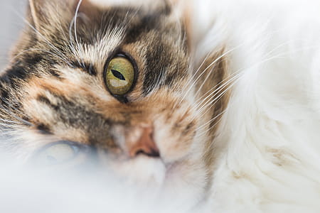 Cats Face Closeup Photo thumbnail
