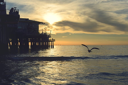 silhouette of bird flying above water thumbnail