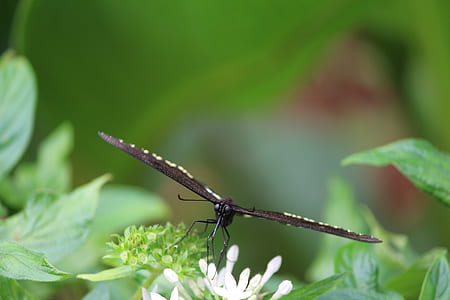 Black and White Butterfly on White Flower during Daytime thumbnail