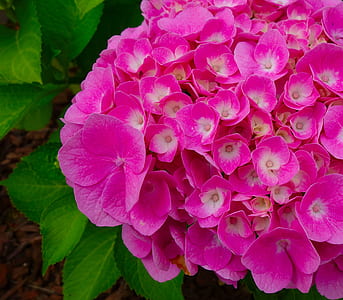 pink flower bouquet thumbnail