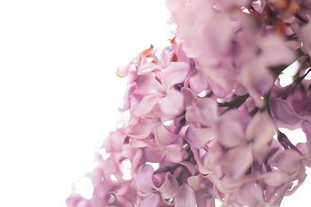 macro photography of pink flowers thumbnail