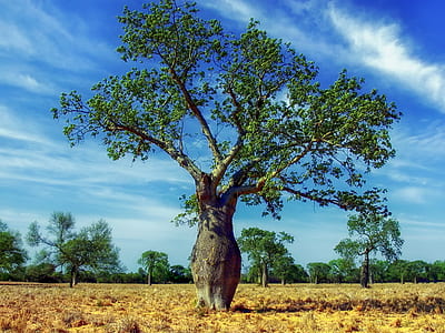 green tree on grass field thumbnail