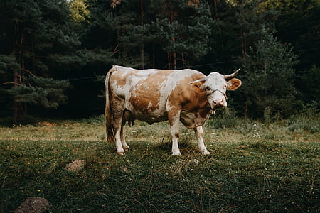 white and brown cattle at forest thumbnail