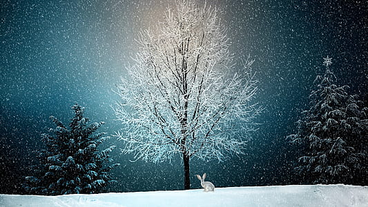 photo of rabbit near withered tree with snow thumbnail