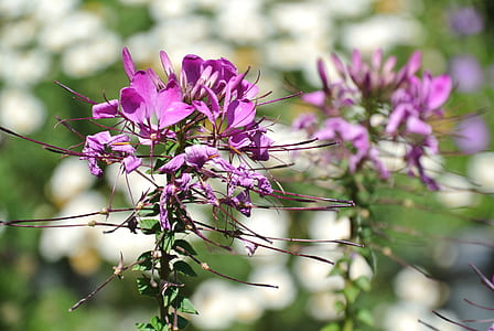 Close-up Photography of Flowers thumbnail