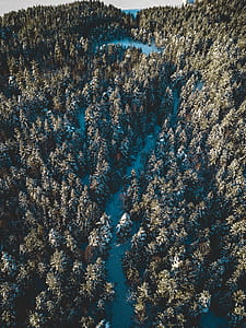 high angle photography of green pinetree during daytime thumbnail