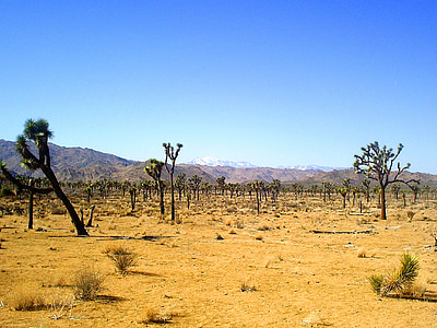 trees on ground thumbnail