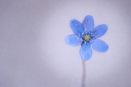 shallow focus photography of blue flower thumbnail
