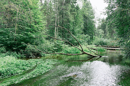 Forest river thumbnail