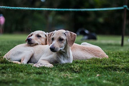 two yellow Labrador retriever puppies on grass field at daytime thumbnail