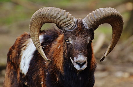 selective focus photography of brown, white, and black ram thumbnail