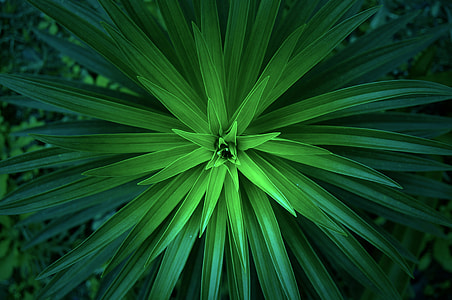 green leafed plant thumbnail