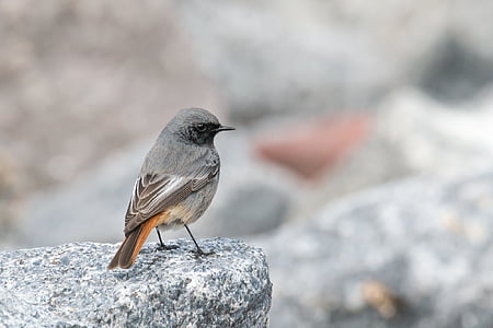selective focus photography of gray bird perched on gray rock thumbnail