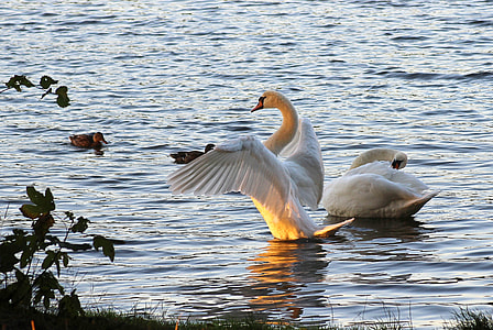 two white swans on body of water thumbnail