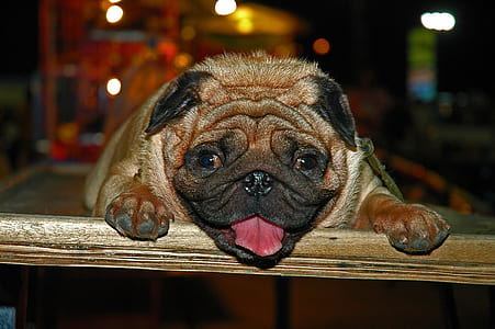 tan pug lying on table thumbnail