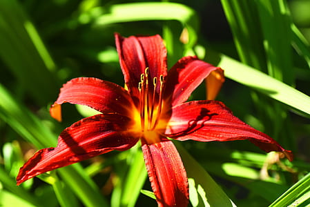 red petal flower blooming during daytime thumbnail